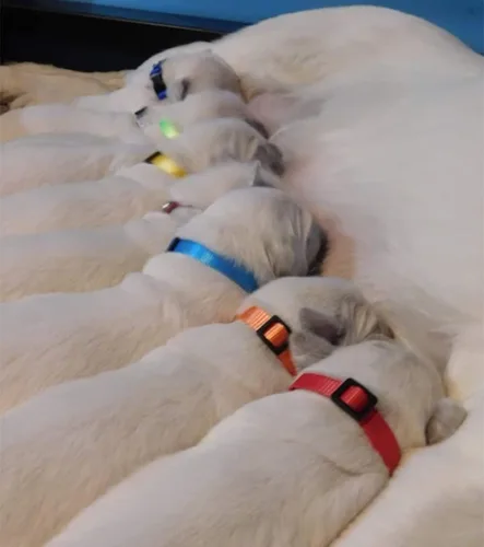 Vista 3 de Collar de identificación para cachorro, collares ajustables de identificación para perros recién nacidos, de nailon súper suave, collares de arena