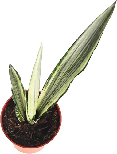 Vista 2 de Sansevieria Bentel's Sensation - 4" de California Tropicals