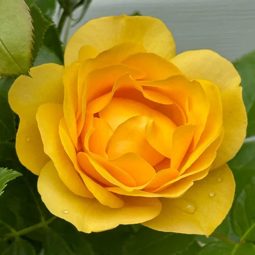 Vista 15 de Heirloom Roses Rose Bush - Easter Basket™ Planta amarilla viva para plantar al aire libre