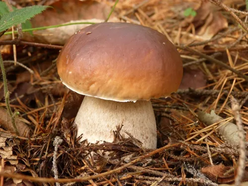 Vista 7 de Más de 100 Setas Porcini Boletus Mycelium Spawn Spawn Spawn Spores - Marrón Seta