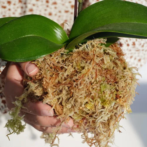 Vista 2 de 5oz de musgo sphagnum para propagación de plantas, excelente mezcla para macetas de orquídeas, ayuda a mantener la humedad