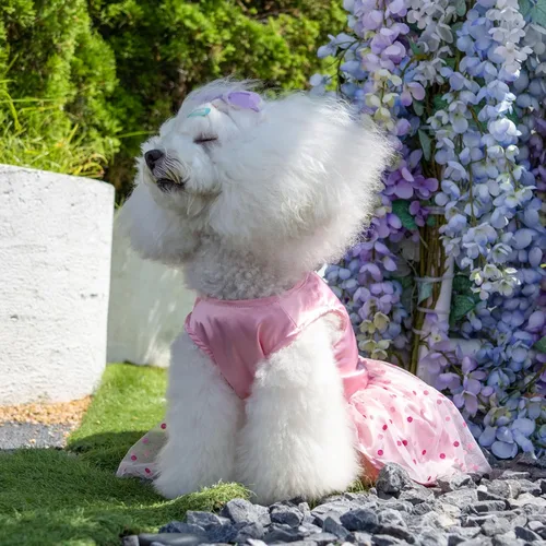 Vista 6 de CuteBone Vestido de cumpleaños para niña, ropa de princesa, disfraz de gato, ropa para perros pequeños, traje para mascotas, DD20XXS La princesa ha