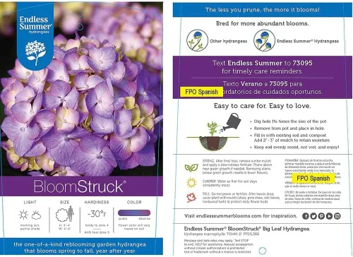 Vista 7 de Endless Summer BloomStruck - Hortensia de hoja grande, arbusto de flores