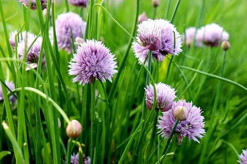 Vista 2 de Cebollino Allium Schoenoprasum Semillas de jardín de hierbas de ajo silvestre para plantar alrededor de 100 semillas