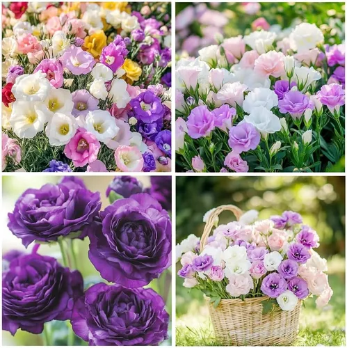 Vista 4 de Más de 1000 semillas mixtas de Lisianthus para plantar, semillas de rosas sin espinas Lisianthus