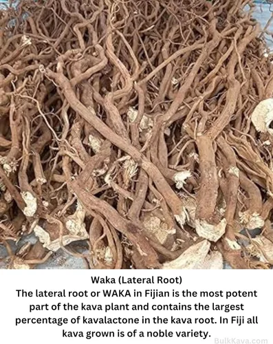Vista 3 de FIJI'S #1 AAA Grado Waka Kava Root Powder - 1 libra Polvo de Kava 100% noble Hecho de raíces puras de kava Fijian Kava Fiji'sKava.com