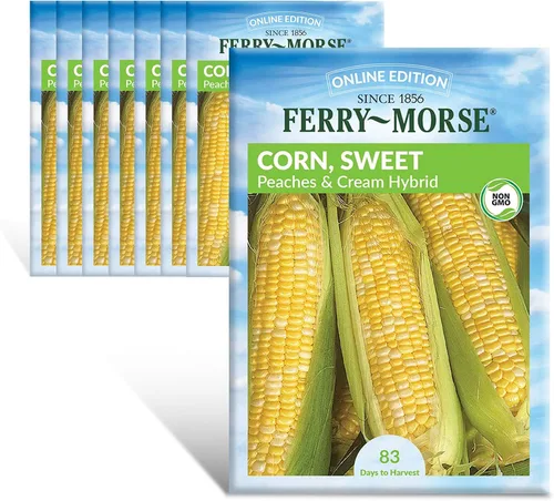 Vista 10 de Ferry-Morse Edición Online Bean Blue Lake Bush 274 Semillas Orgánicas Multipack – Paquete de 8