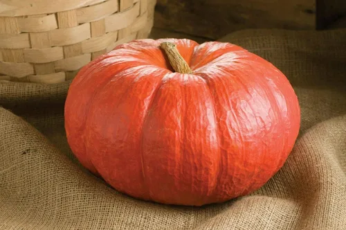 Vista 4 de Semillas Calabaza Kavbuz - Ornamentales - Vegetales de reliquia - Sin OGM
