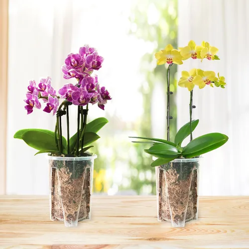 Vista 5 de Maceta para Orquídeas Paquete de 6 de 4.7'' x 5.6'', Macetas de Orquídeas de Plástico Transparente con Agujeros para Trasplantar, Maceta Resistente