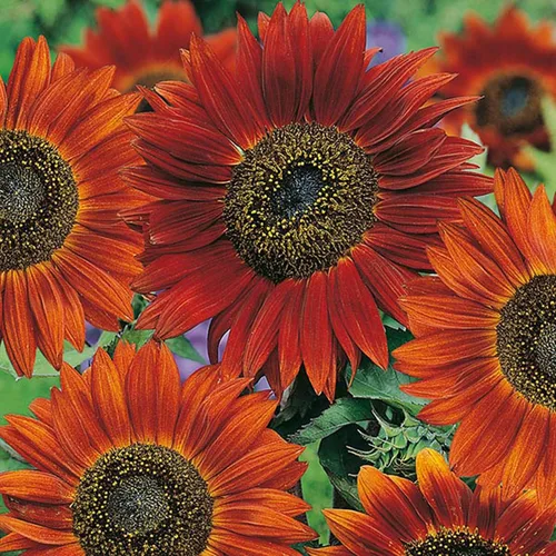 Vista 2 de UtopiaSeeds Velvet Queen - Semillas de girasol - Atrae abejas y mariposas