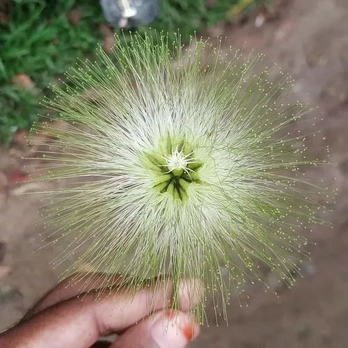 Vista 9 de 20 ÁRBOL DE LA Lengua De MUJER Blanco Mimosa Néctar Flor Albizia Lebbeck Semillas De Leguminosas