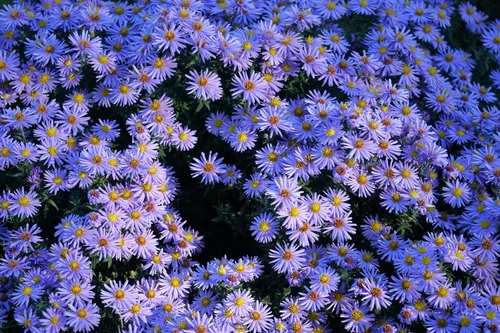 Vista 5 de 50 semillas de flor de Aster de Arroz (Aster tupido) Aster Dumosus