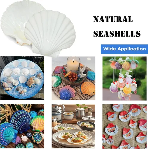 Vista 5 de 12 conchas de vieira naturales grandes de 4 a 5 pulgadas, conchas marinas blancas para manualidades, pintura a mano, fiestas temáticas oceánicas