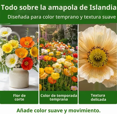 Vista 4 de HOME GROWN Islandia Poppy 3500 Semillas de flor Papaver nudicaule
