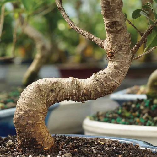 Vista 2 de Brussel's Bonsai - Árbol bonsái vivo de Ficus mediano, planta
