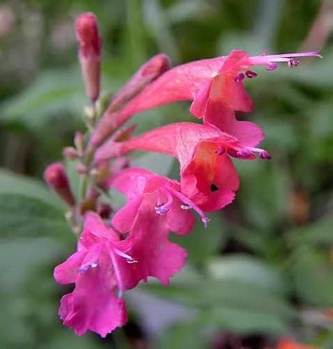 Vista 9 de 30 semillas de flores AGASTACHE Mix Agastache Aurantiaca