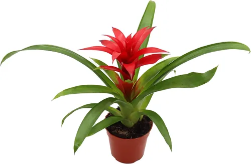 Vista 3 de Bromelia Morada -4'' de California Tropicals