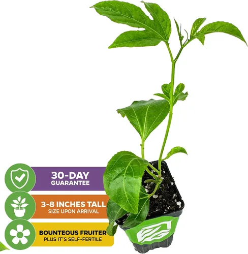 Vista 2 de Bounty Passiflora by Wellspring Gardens - Fruta dulce y jugosa - Crecimiento rápido y vigoroso - Ideal para enrejados, cercas y contenedores