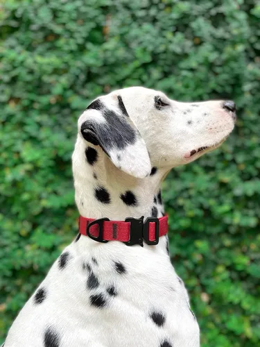 Vista 9 de Tuff Pupper Collar de acción impermeable para perros Collar de perro resistente al agua A prueba de desgarros y sin olor Herrajes metálicos