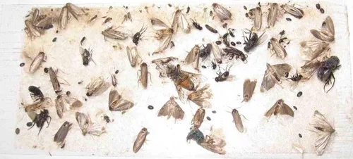 Vista 4 de Paquete de 10 trampas adhesivas para grillo, cucaracha/escorpión de camello