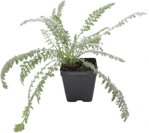 Vista 35 de Guardería Greenwood: Plantas Perennes Vivas - Rosa de Bath + Dianthus Gratianopolitanus - [Cantidad: 1x Maceta de Pinta]