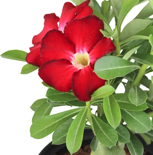 Vista 3 de Planta de rosa roja del desierto viva suculenta, maceta de cultivo de 1 galón, planta de rosa del desierto de Adenium, plantas de interior vivas