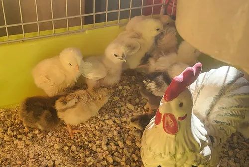 Vista 2 de Barnyard Mix Fertile Huevos para incubar de pollo criados en orgánicos (6 huevos)