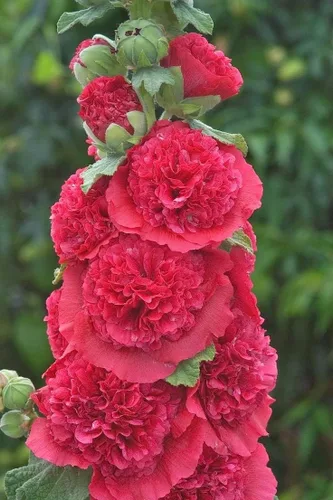 Vista 3 de 50+ Semillas Hollyhock Double - Mezcla de flores
