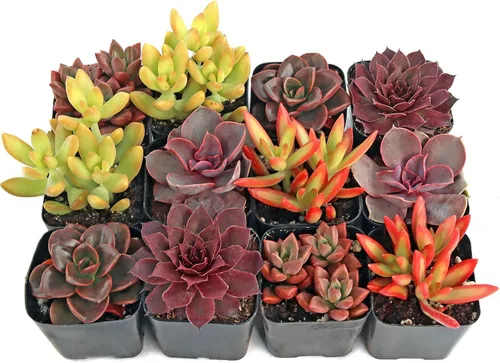 Vista 6 de Mountain Crest Gardens Nuthin' But Color - Paquete de 6 plantas vivas en macetas de 2 pulgadas, tonos brillantes y cálidos, suculentas reales
