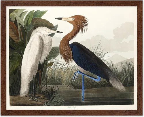 Vista 64 de Poster Master Póster vintage de James Audubon – Impresión retro de amargo americano – Arte de aves de América – Regalo para hombres, mujeres