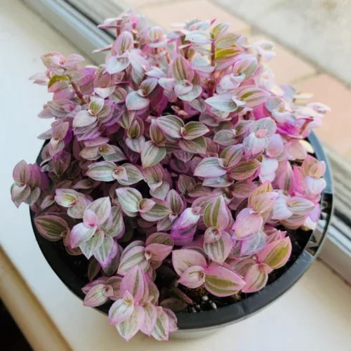 Vista 3 de Pink Callisia Repens Plant Live, maceta de 4 pulgadas