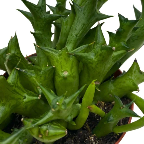 Vista 4 de BubbleBlooms Orbea Stapelia Schweinfurthii, Huernia con flores de naranja rara de 4 pulgadas
