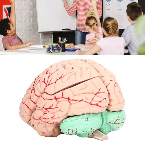Vista 9 de Modelo anatómico del cerebro humano, 4D, 2 piezas, material de PVC duradero desmontable, anatomía, modelo cerebral, recursos de aprendizaje