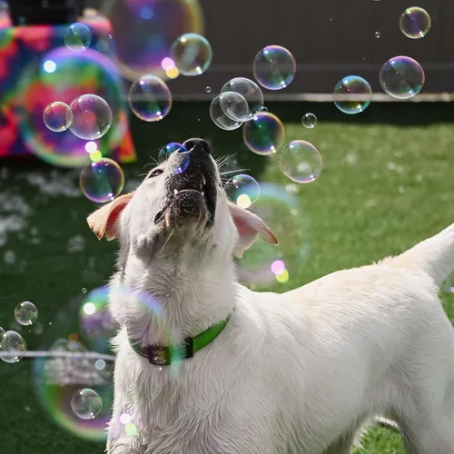 Vista 5 de Atomic Bubbles: Amor de Cachorro Burbujas: Paquete de 2 con Aroma a Tarta de Manzana - Botellas de 4oz, Juguetes Interactivos para Perros, Seguros