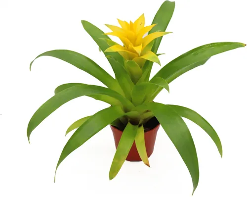 Vista 4 de Bromelia Morada -4'' de California Tropicals