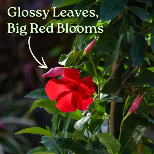 Vista 2 de Mandevilla - Planta viva, enrejado, mandevilla de floración gigante roja, Tropical Plants of Florida - Altura total de 36 pulgadas (solo planta)
