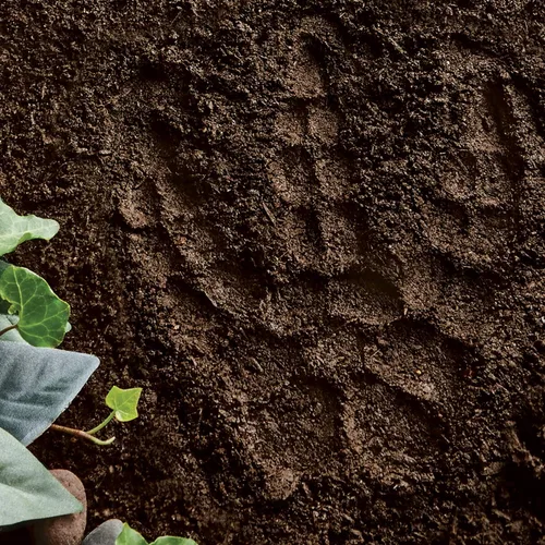 Vista 7 de MindWare pinta tu propia piedra escalonada, Huella de dinosaurio