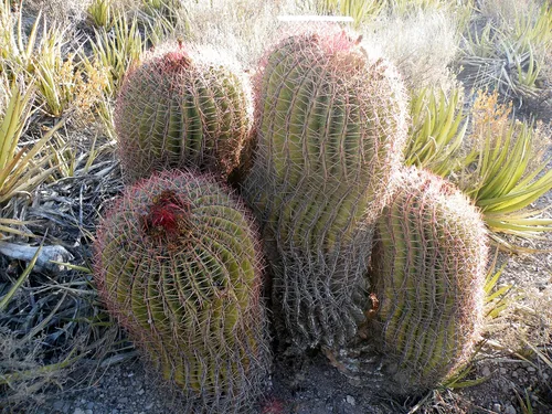 Vista 5 de UPC0764425787808 - Semillas de cactus rojo gigante (ferocactus pilosus) de Robsrareandgiantseeds UPC0764425787808 sin OMG, orgánico, cultivador