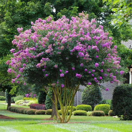 Vista 4 de Crape Myrtle Muskogee 3 plantas vivas Lagerstroemia Indica Hermoso árbol floreciente de lavanda de bajo mantenimiento