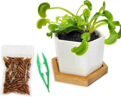 Vista 10 de Plantas carnívoras Sundew vivas con maceta de cerámica hexagonal blanca moderna de 2.7" con platillo + comida para trampa de Venus, pinzas