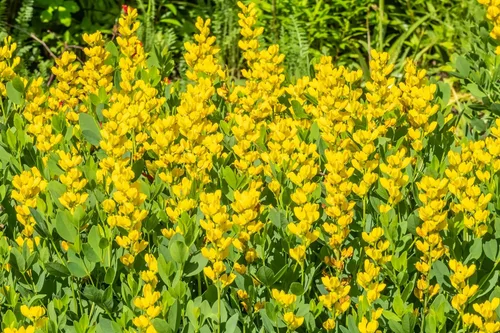Vista 3 de 25 semillas de flores de índigo falso índigo silvestre amarillo Baptisia Tinctoria