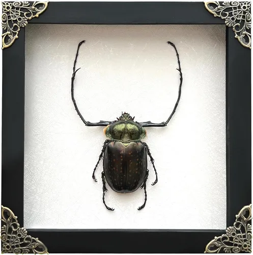 Vista 6 de 2 Real Dragonfly Specimens Shadow Box Framed Insect Display Oddities Curiosities Entomology Collection Natural History Wall Decor Gift for Nature