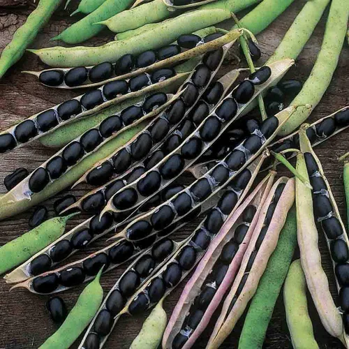 Vista 3 de Black Valentine, 100 Count Bean Seeds "COOL BEANS n SPROUTS" Brand.