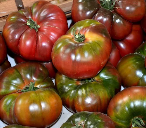 Vista 3 de Black Krim - Semillas de tomate cultivadas en Estados Unidos Russian Black Krim Heirloom 30+