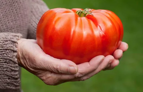 Vista 4 de Semillas Red Giant Beefsteak Tomate Indeterminado No GMO Heirloom