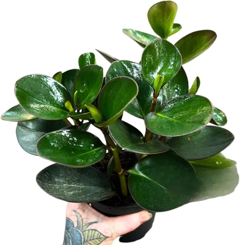 Vista 10 de Peperomia Ecuador Live Plant - Pet-Safe Indoor Decor