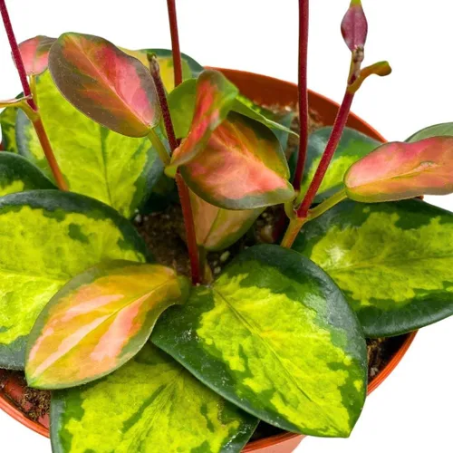 Vista 7 de BubbleBlooms Hoya Australis abigarrada, Lisa tricolor, planta viva limitada muy rara, en maceta de 4 pulgadas