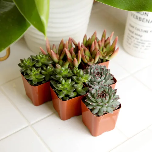 Vista 8 de Paquete de plantas suculentas vivas (paquete de 6), plantas suculentas reales y mini plantas para principiantes, plantas de casa vivas, mini