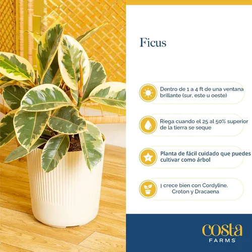 Vista 6 de Costa Farms Ficus Audrey, planta viva de interior de 1 a 2 pies de altura en maceta minimalista de 6 pulgadas, fácil de cultivar, purifica el aire
