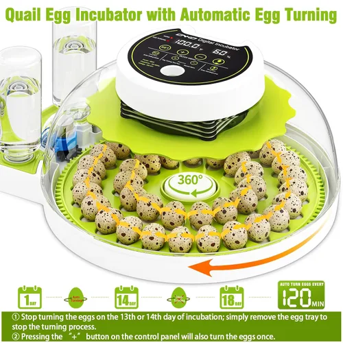 Vista 3 de Incubadora de huevos de codorniz con girador automático y control de humedad, incubadora de aves capaz de incubar 40 huevos de codorniz, incubadoras